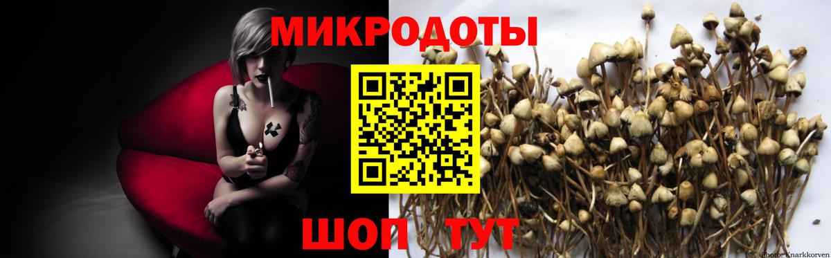 Псилоцибиновые грибы Psilocybine cubensis Обнинск